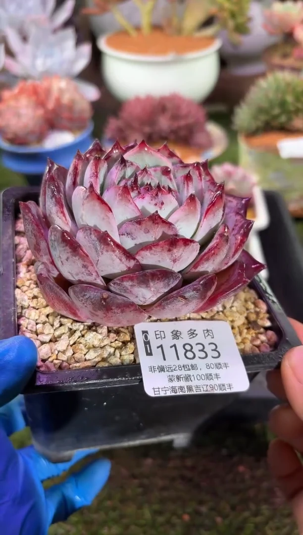 【闪购商品】11833