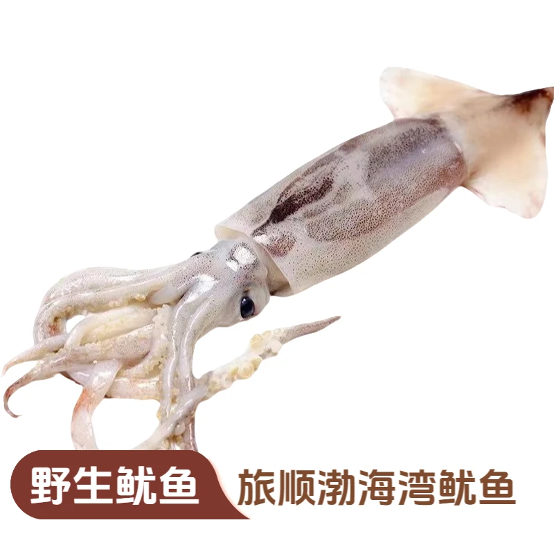 【鱿鱼】大连旅顺渤海湾纯野生鱿鱼，三斤五条左右。顺丰包邮