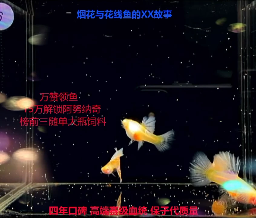 孔雀鱼花线超大背黄蛇高端体验1对加备损