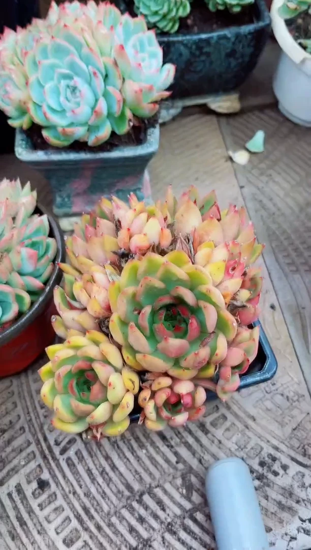 美**生30051多肉植物一物一拍