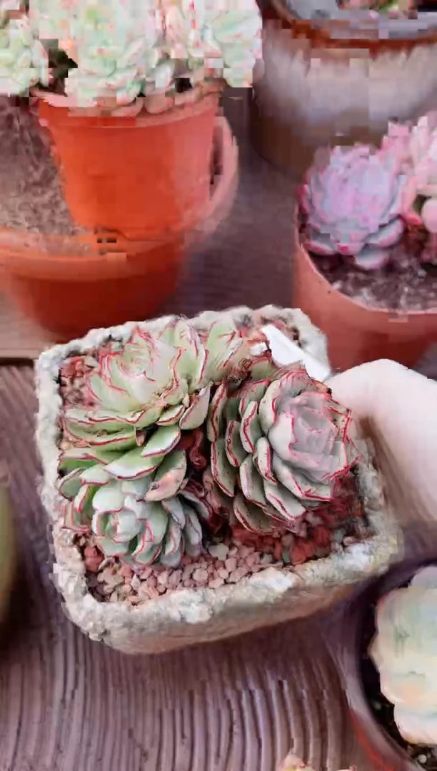 【闪购商品】21355