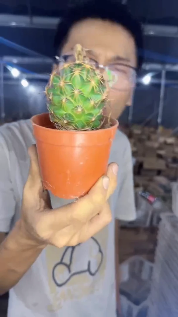 实生根 单头 钢钉