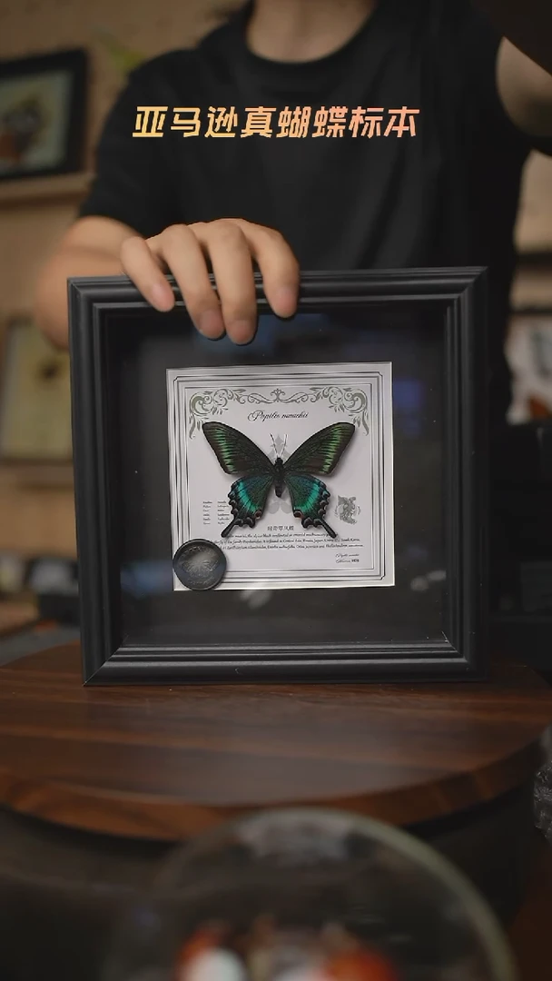 绿带翠凤蝶春型7寸欧式方框