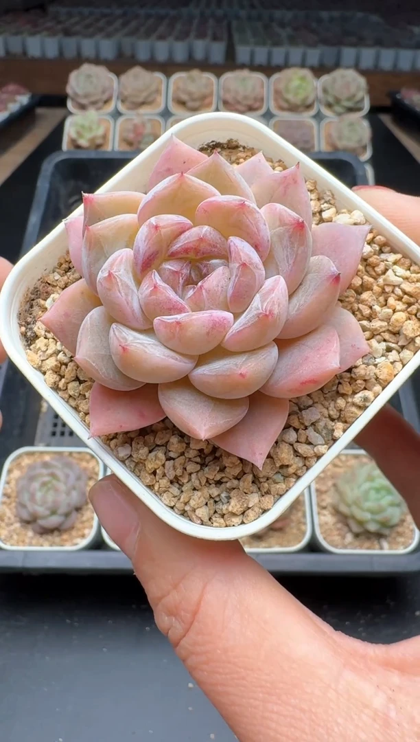 【闪购商品】131号一物一拍珍妮多肉花卉植物3颗起发