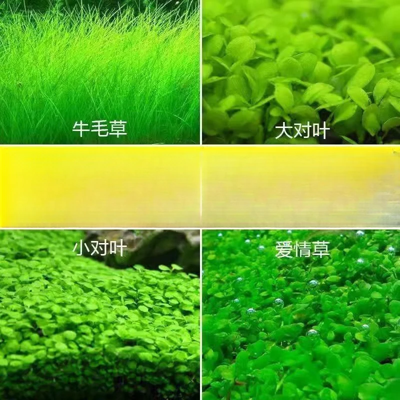 当季新种】春季生态鱼缸专用水草种子四季养鱼速成草坪造景大小对
