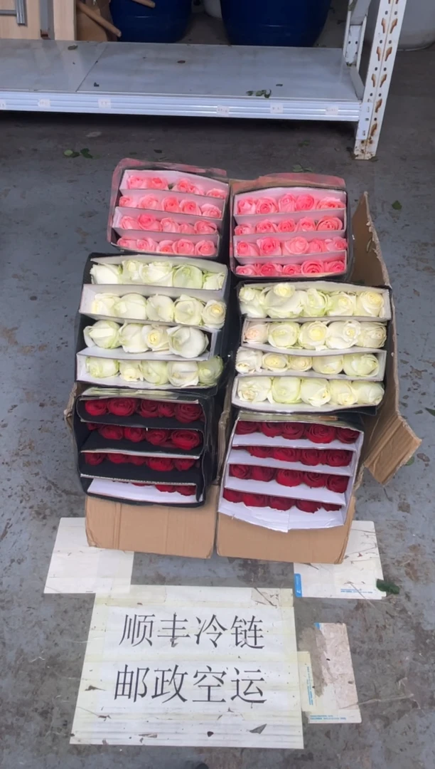 高原红20枝+白雪山20枝+戴安娜20枝