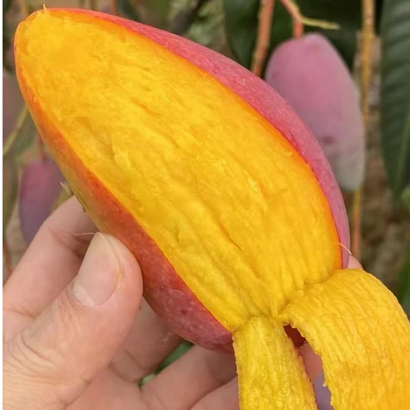 抖音助农贵妃芒果甜爆了果园现摘现发新鲜树上熟美味水果当季热卖