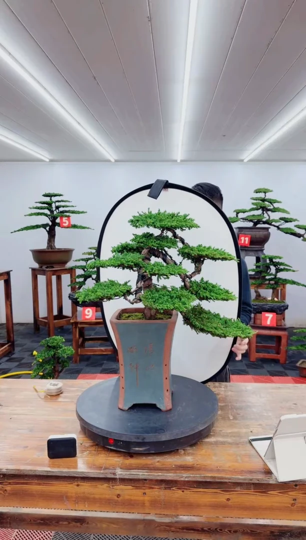 无花朵珍珠柏111111111111