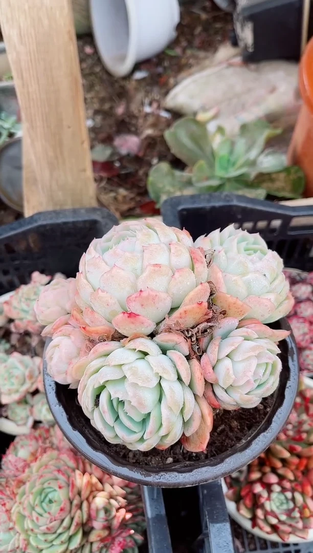 【闪购商品】21180