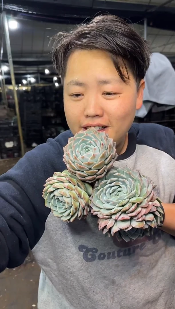 单头起纯爱3颗  5