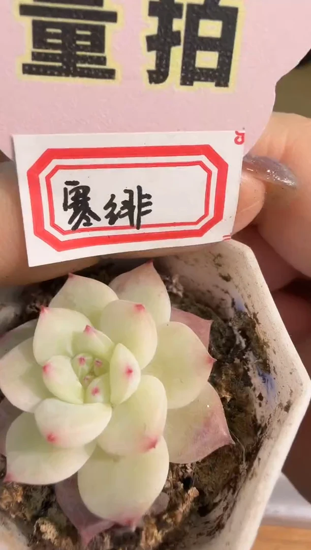 寒绯八角杯1盆 单双混 量拍混发