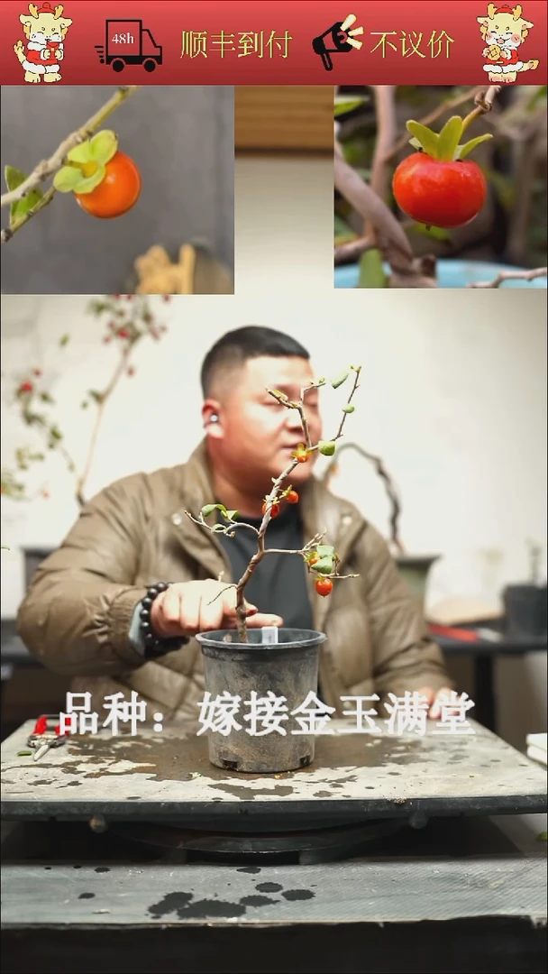 无花朵艺**社/200顺丰到付/251119/12/嫁接金玉满堂