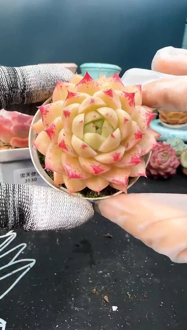 3 532 麦秆   （冠幅 6cm）