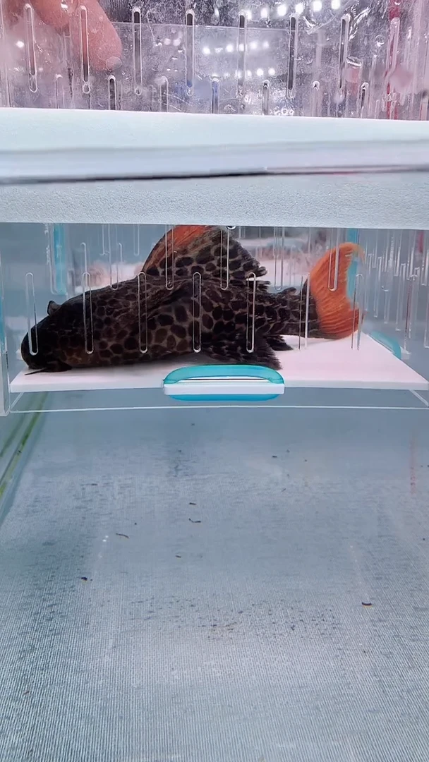 清道夫10+不包入缸损10