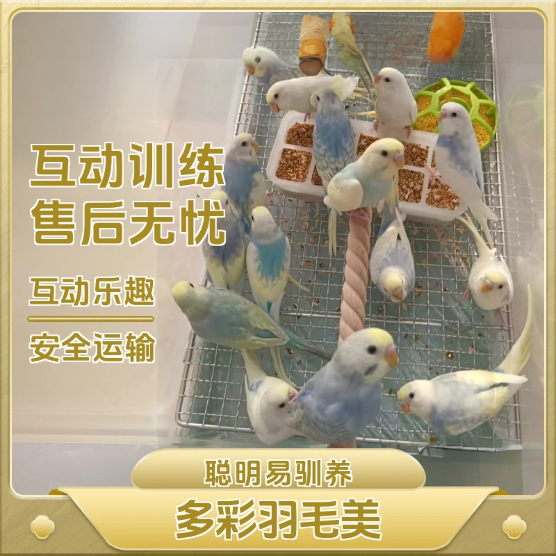 虎皮鹦鹉 大头  活体  适合家养 能繁殖 观赏