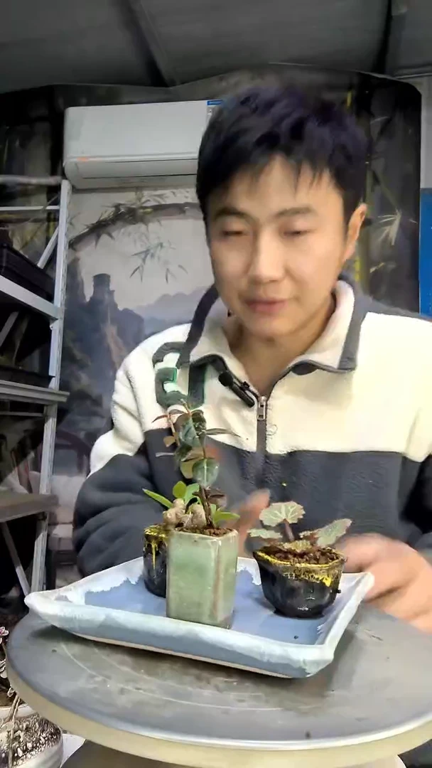 立*陈中青园艺一物一拍花262