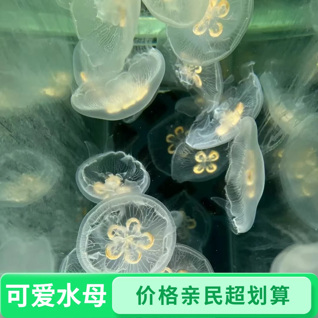 可爱海月水母海洋宠物女生创意生日礼物迷你桌面水母网红爆款