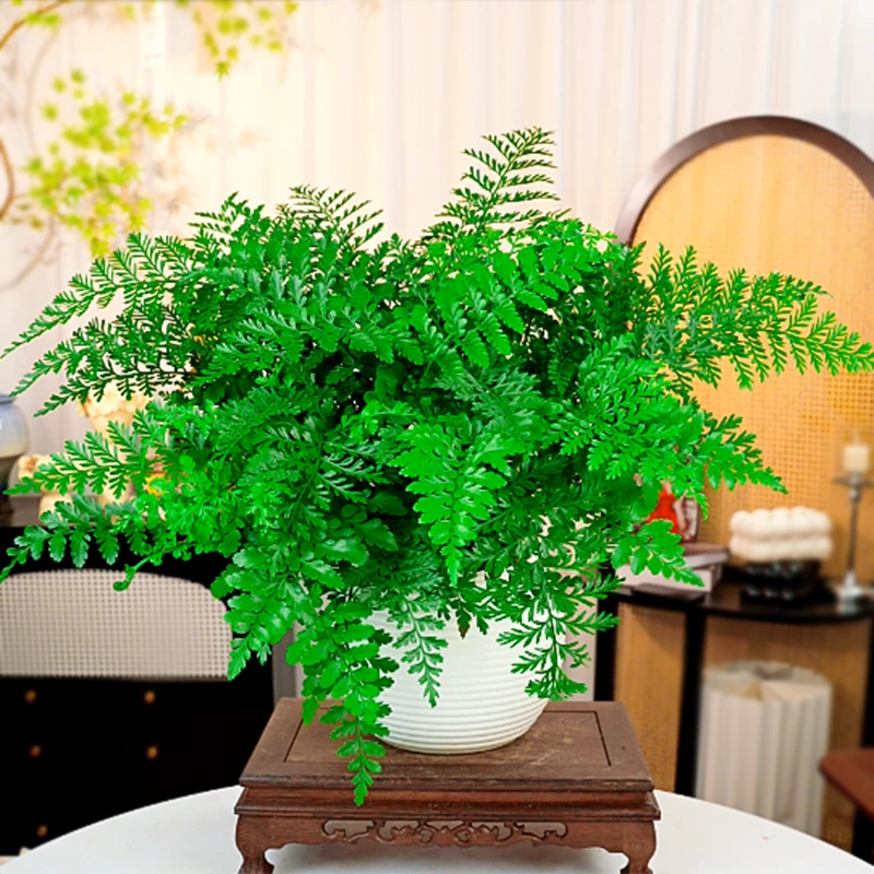 吉姆蕨盆栽蕨类水培植物办公室绿植室内好养活欧洲蕨平安蕨宝石蕨