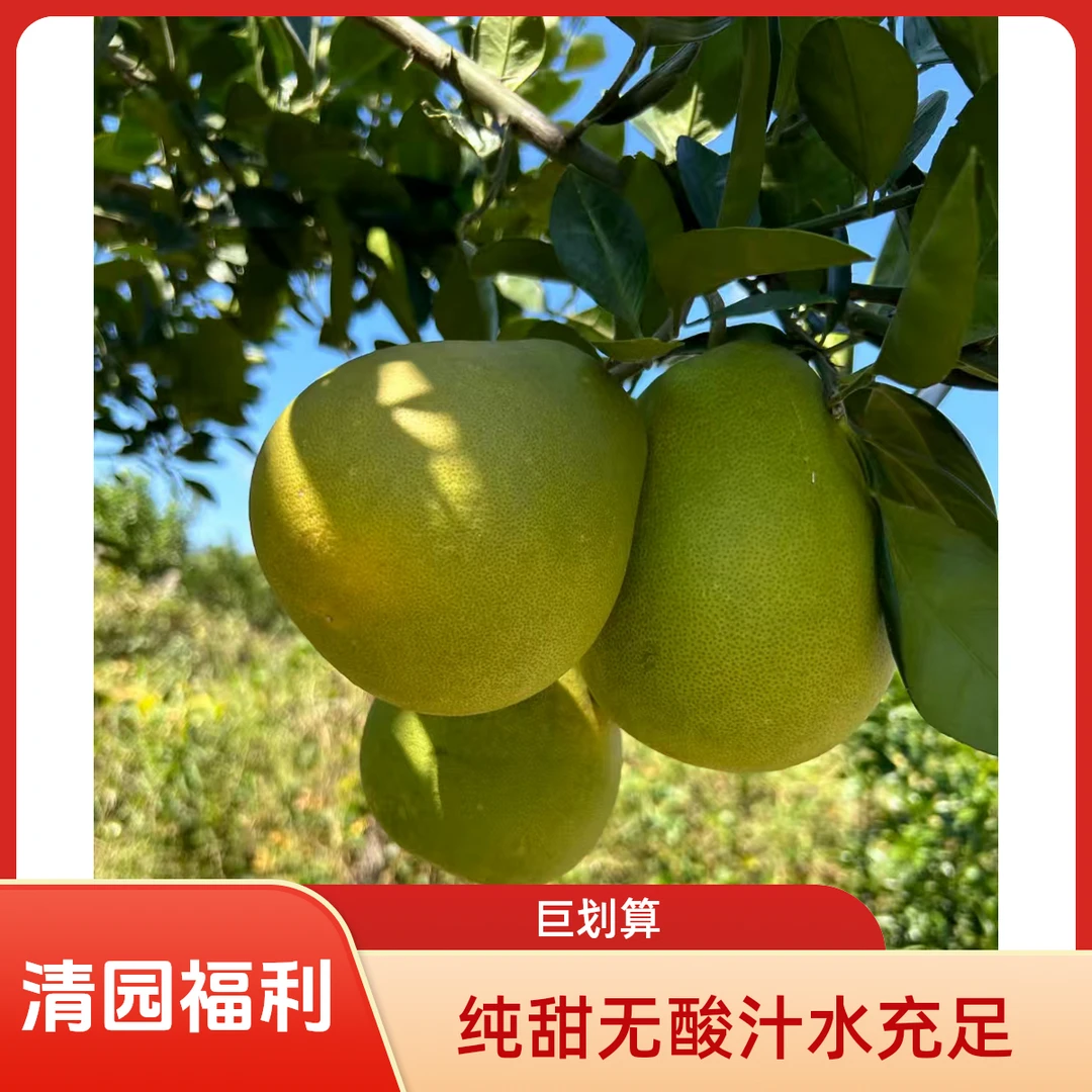 江西井冈蜜柚金兰柚安福吉水蚕子柚麻麻柚白心柚小药柚冰糖柚