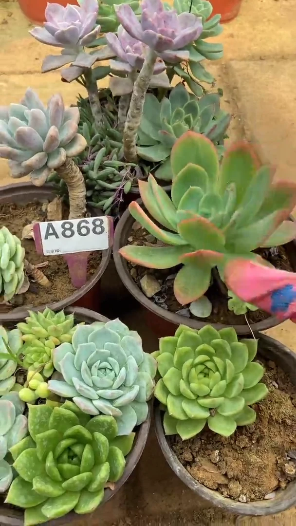 A868闪购清风花木兰多肉组合脱土发货