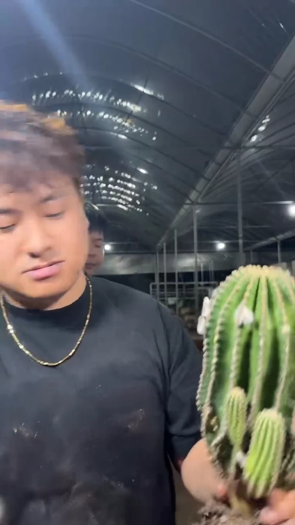 高13-20cm 黑金刚【实生根】