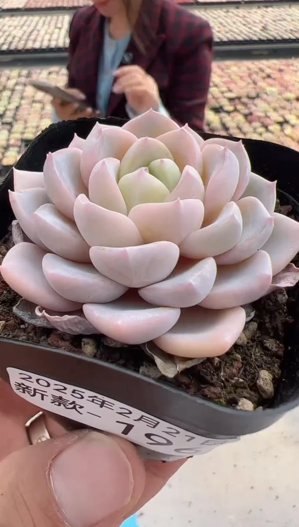 【闪购商品】新款多肉-196