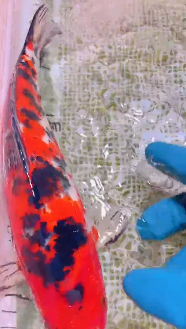 锦鲤冷水观赏鱼全场包邮115