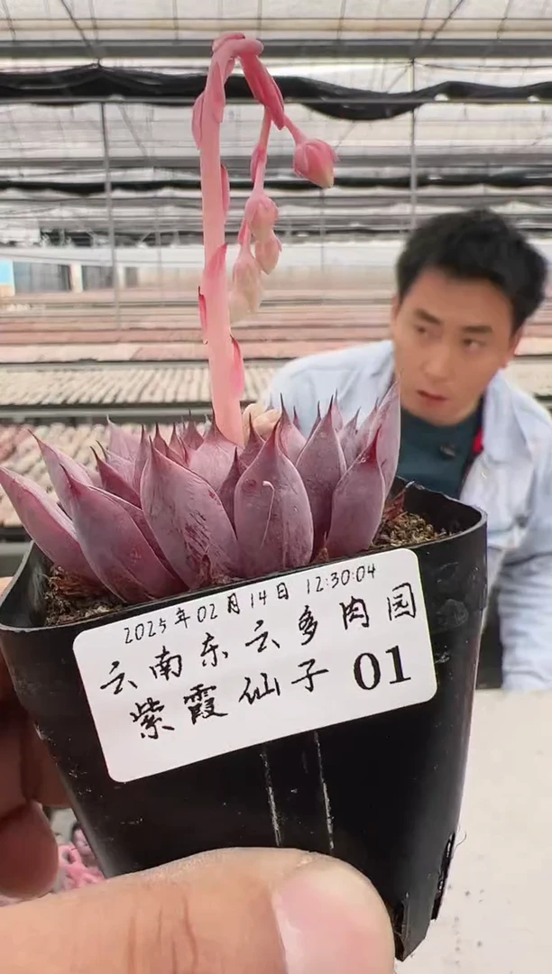 【闪购商品】紫霞仙子-1