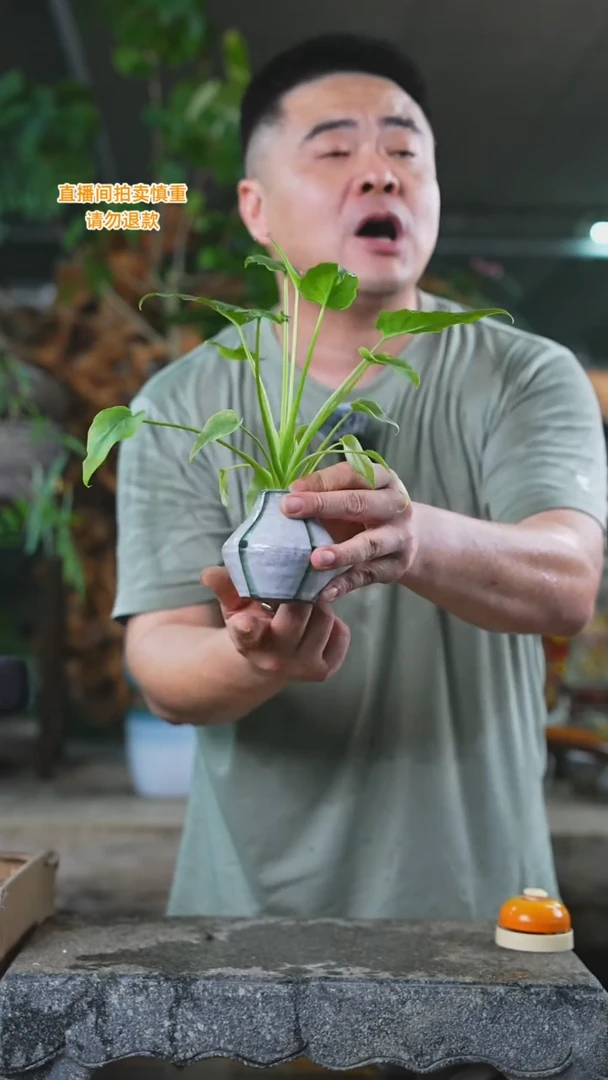 当前无花栽培后可以开花小天使瓷器瓶100T