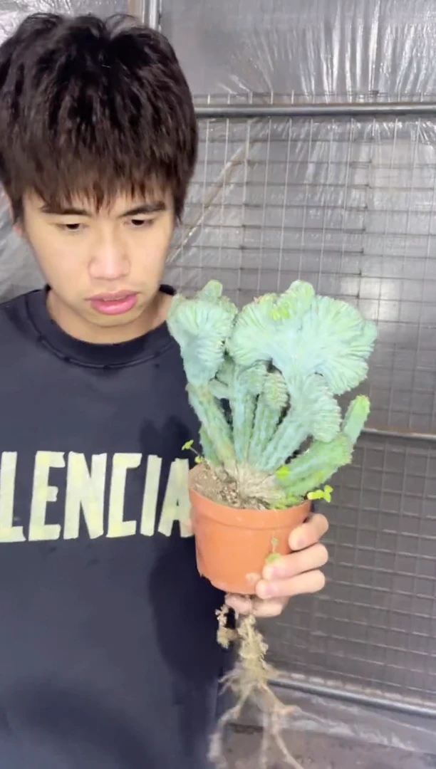 【闪购商品】泰隆木【缀化】