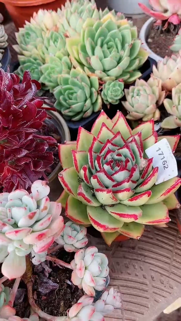 【闪购商品】17162