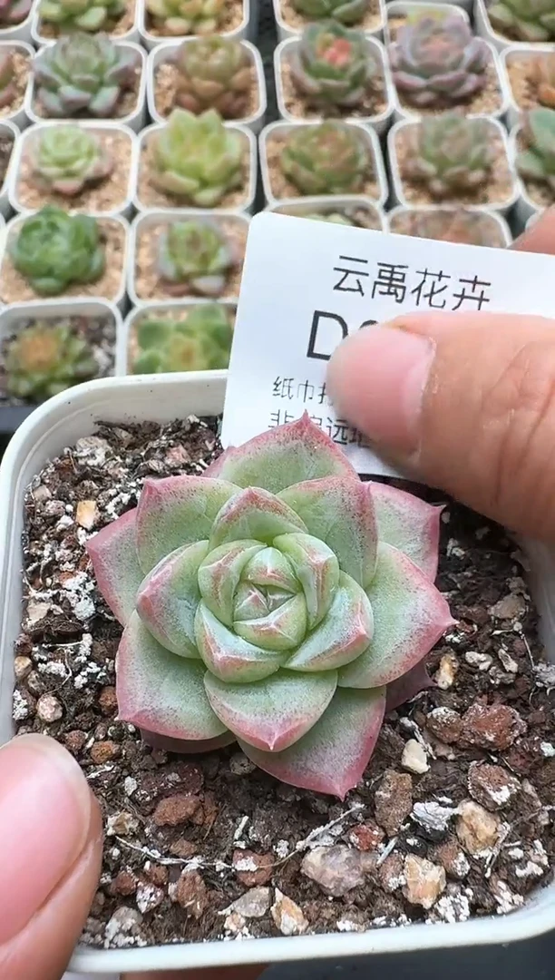 729D云禹多肉植物 带盆土纸巾打包 3颗包邮