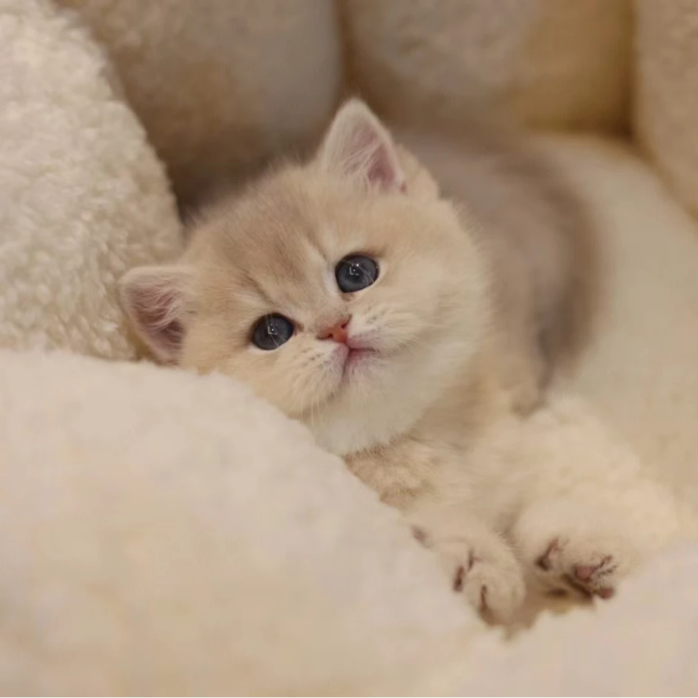 牛牛宠物猫活体猫咪