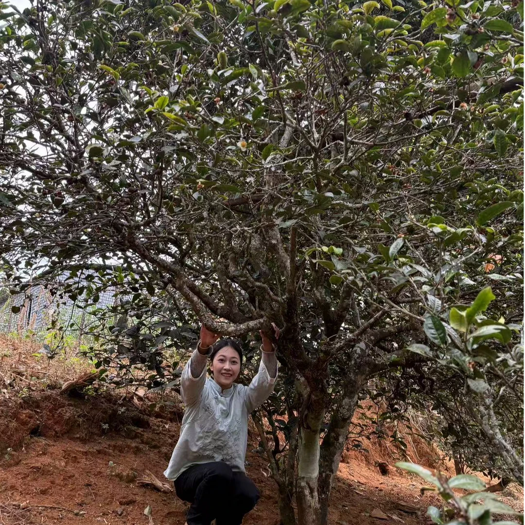 24年龙潭曼帕古树单株普洱生茶