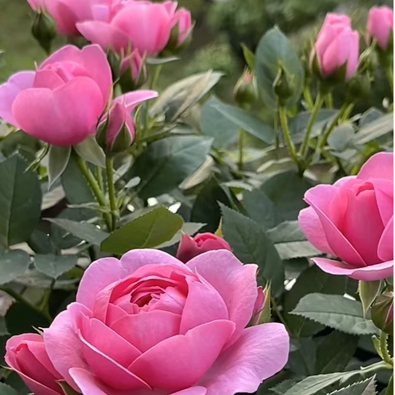 （花开了）淑女棒棒糖一加仑 庭院阳台 多季开花 带盆带土