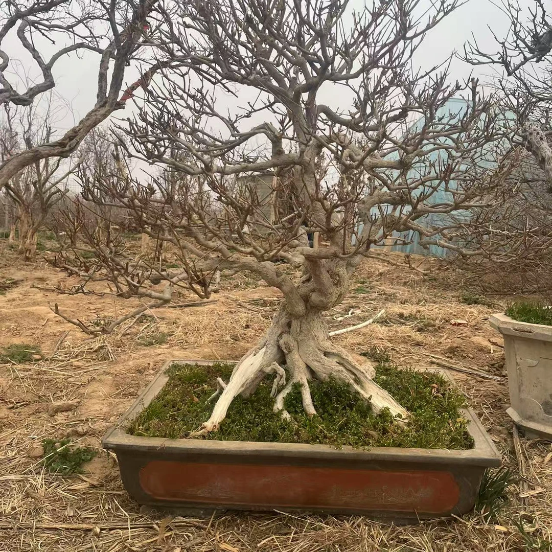 果木岛大红袍石榴老桩盆景造型