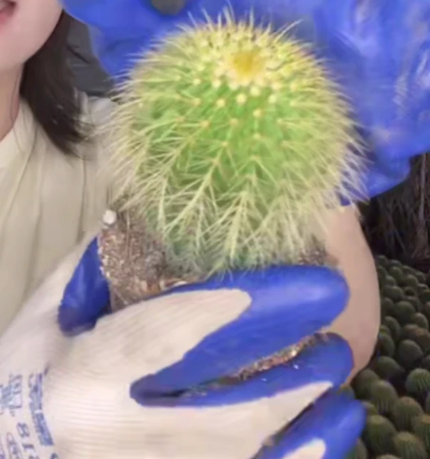 二妹园艺【 1颗  单头金冠   实生根 】脱土随机发货