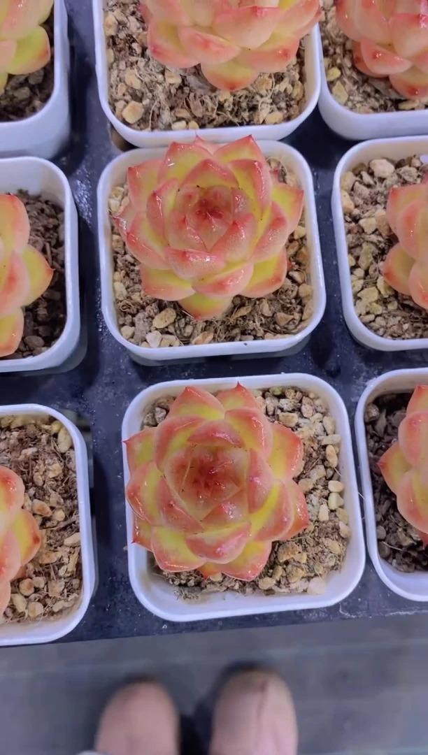 111-芸香珍妮单头小白方（量拍）