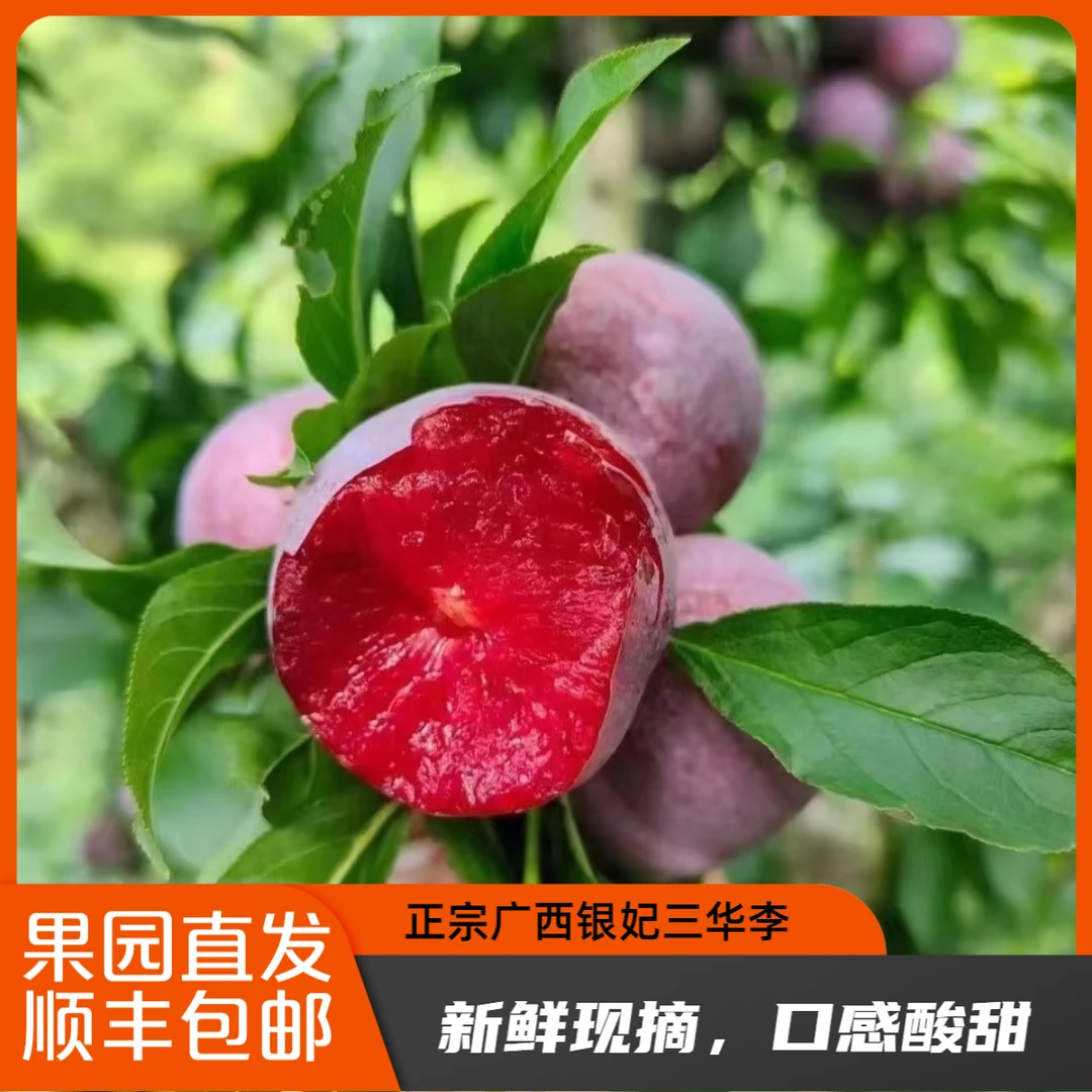 顺丰【正宗高山】广西红心银妃李新鲜现摘酸脆李子当季酸甜可口水果