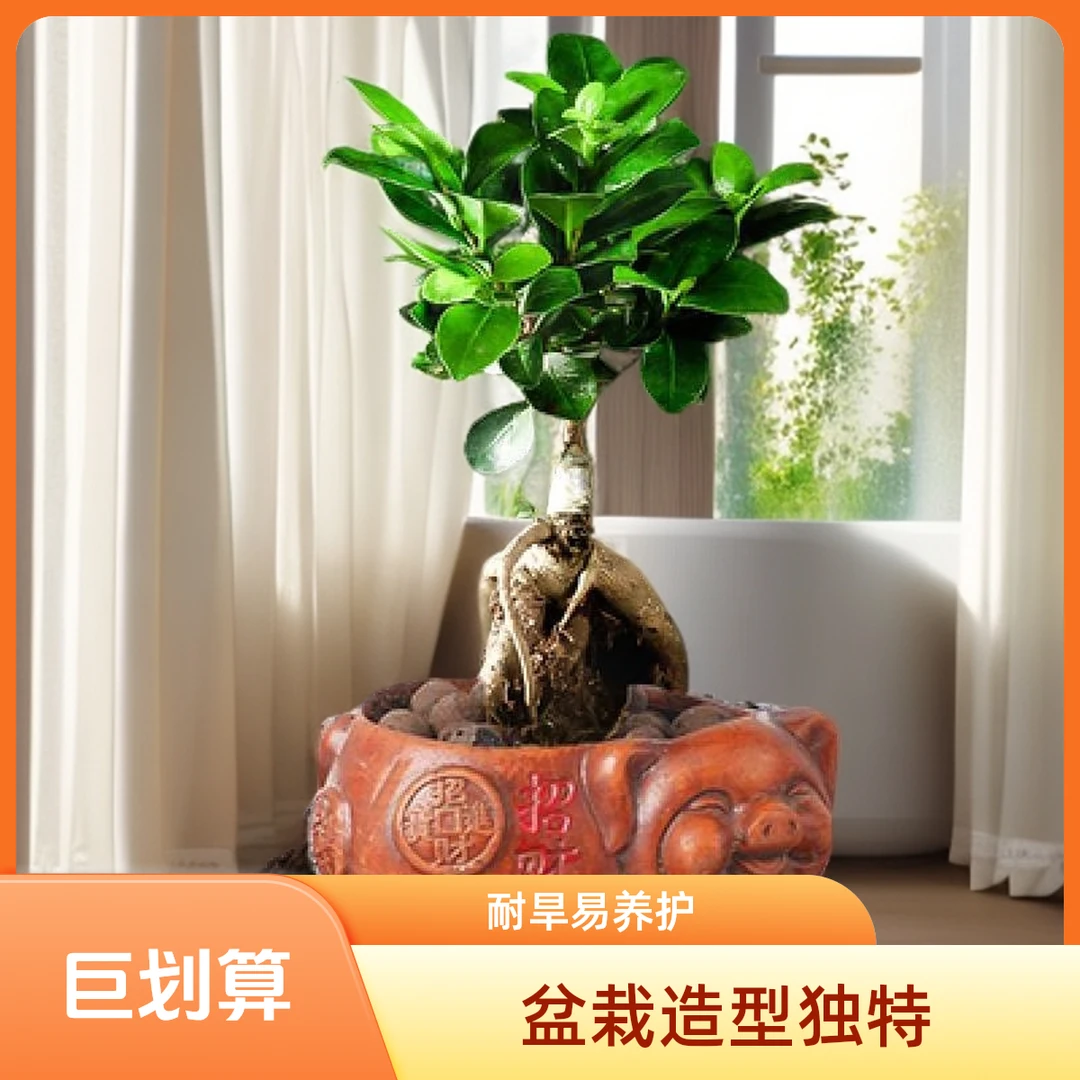 小叶人参榕树盆景四季常绿榕树造型树桩室内高雅禅味盆栽绿植苗