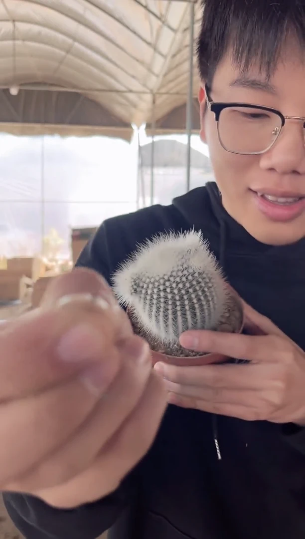 【闪购商品】单头 白小丁 不指定带崽