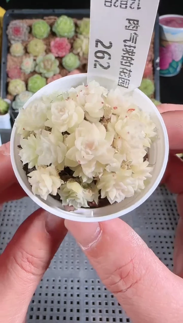 1202-262多肉群生不包整