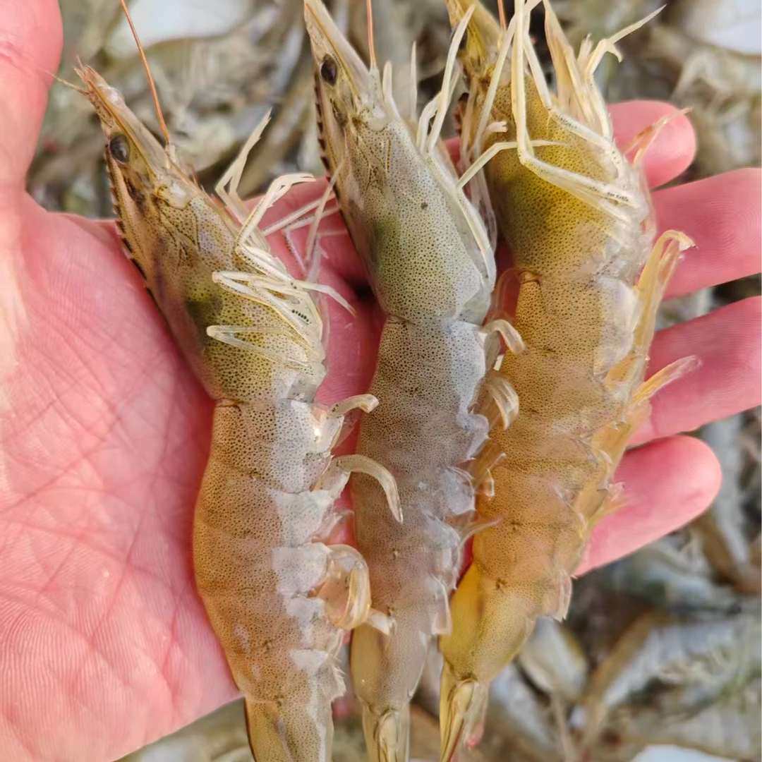 鲜活海水大虾（四斤装）