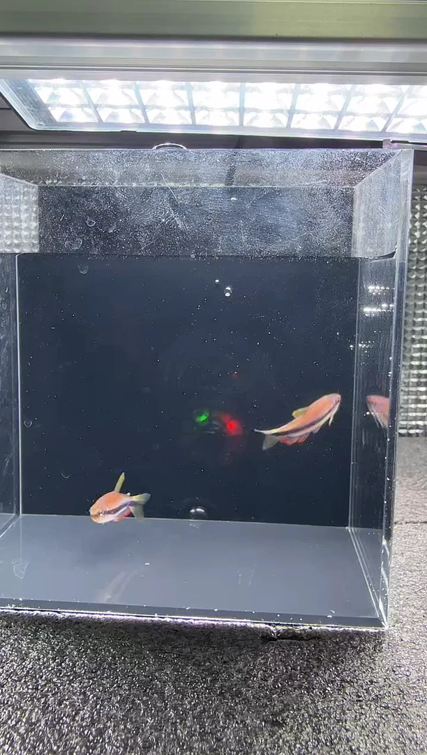 灯科鱼T**y超DY*1只   送贴片一瓶