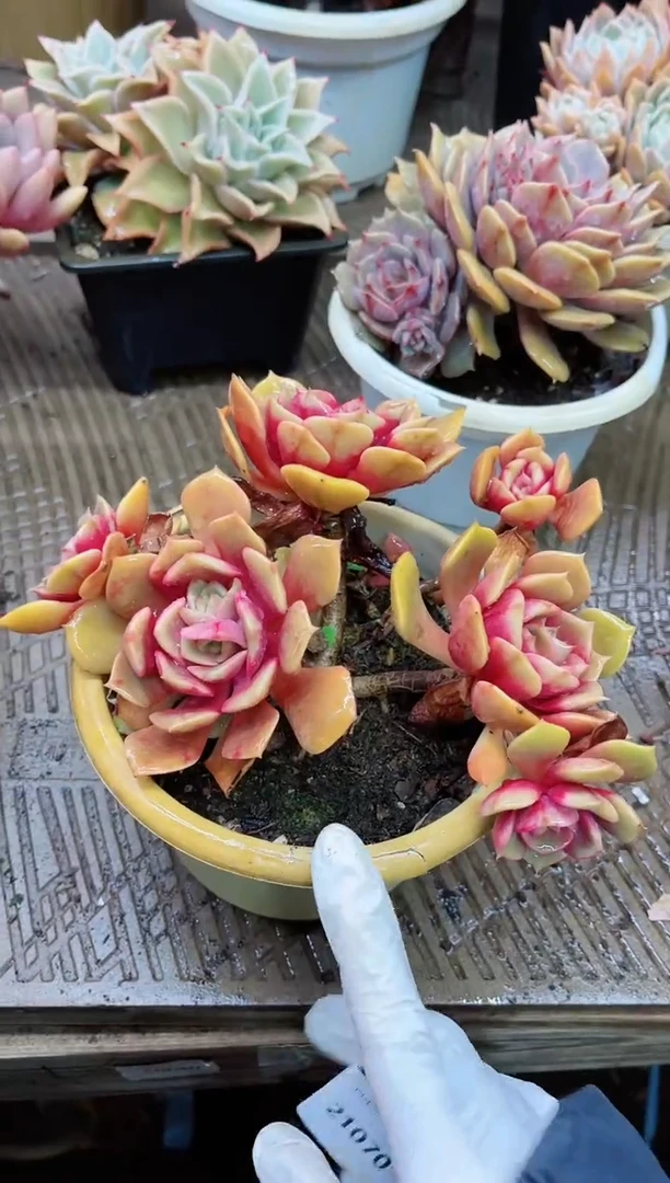 【闪购商品】21070