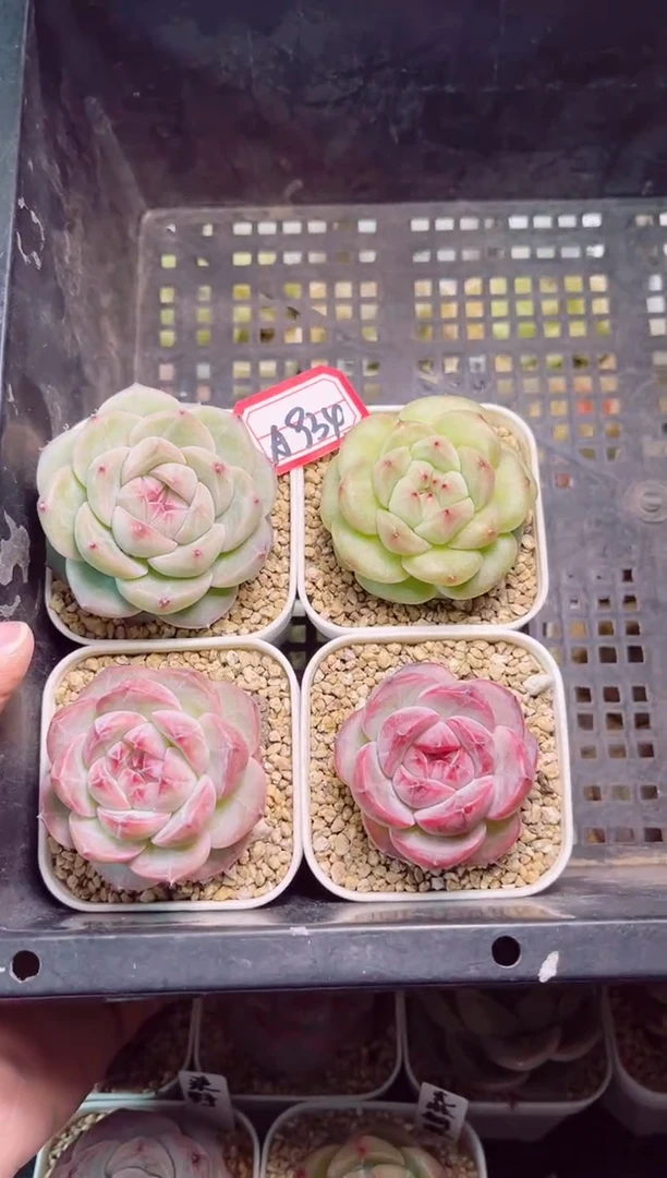 A934打包新品4个