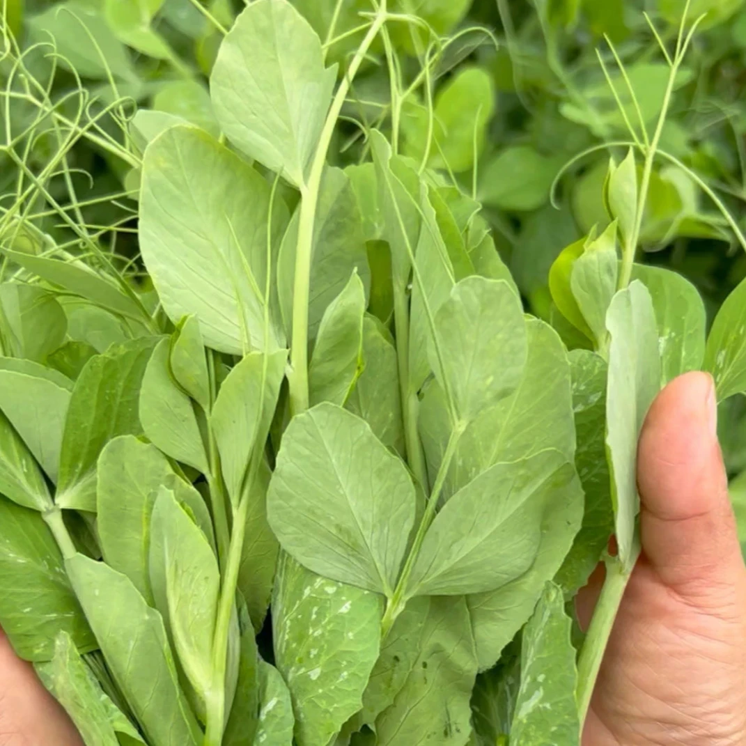 当涂农家豌豆芽苗菜