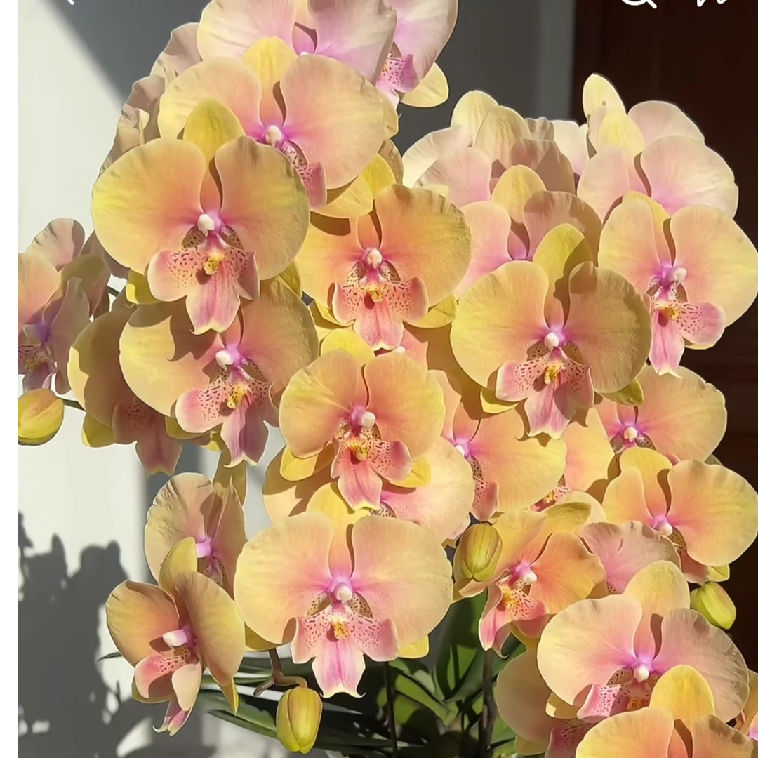 蝴蝶兰不同品种不同花色4棵一样一颗【4棵一样一颗】不同品种不带剑