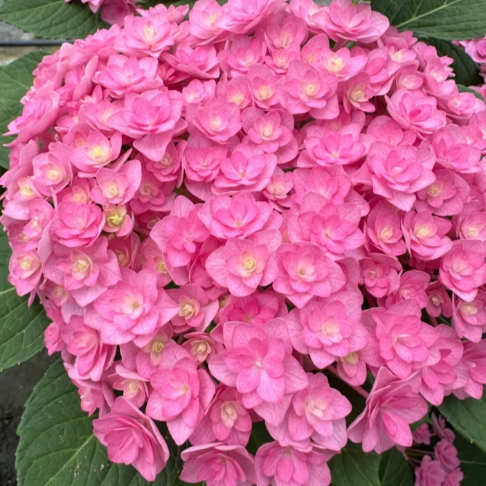 【太阳神殿】绣球盆栽庭院阳台植物可地栽新手易养护四季种植物