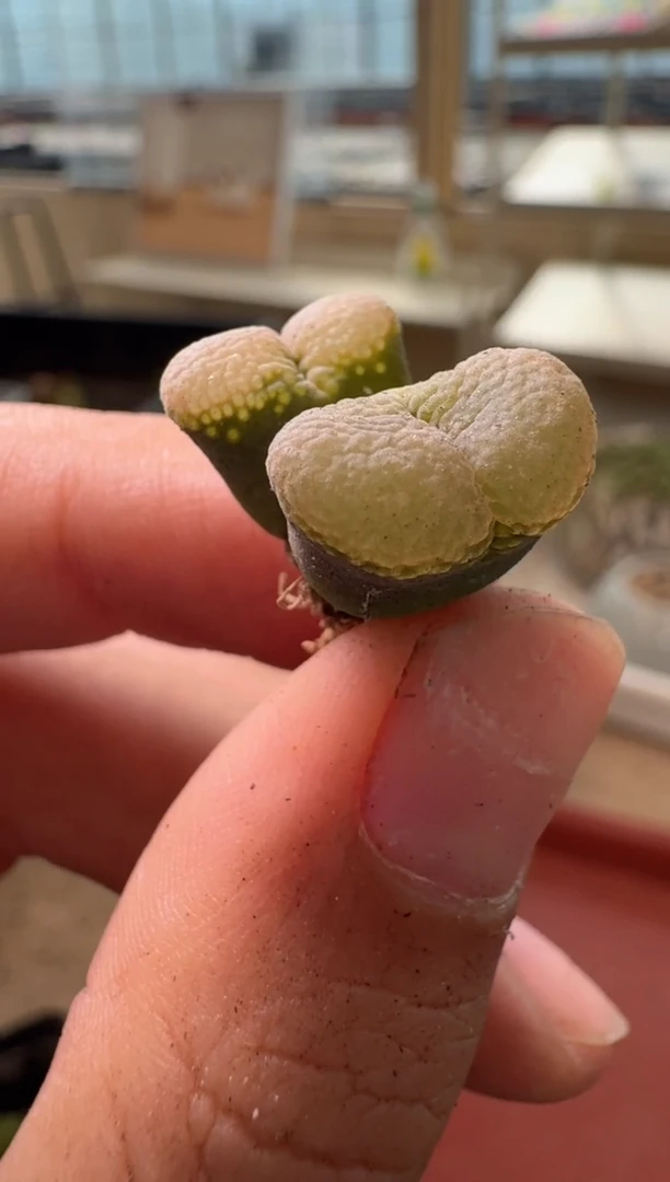 13-322多肉植物肉锥